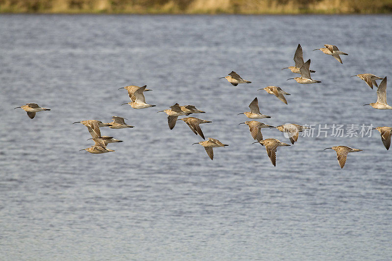 Whimbrels in flight